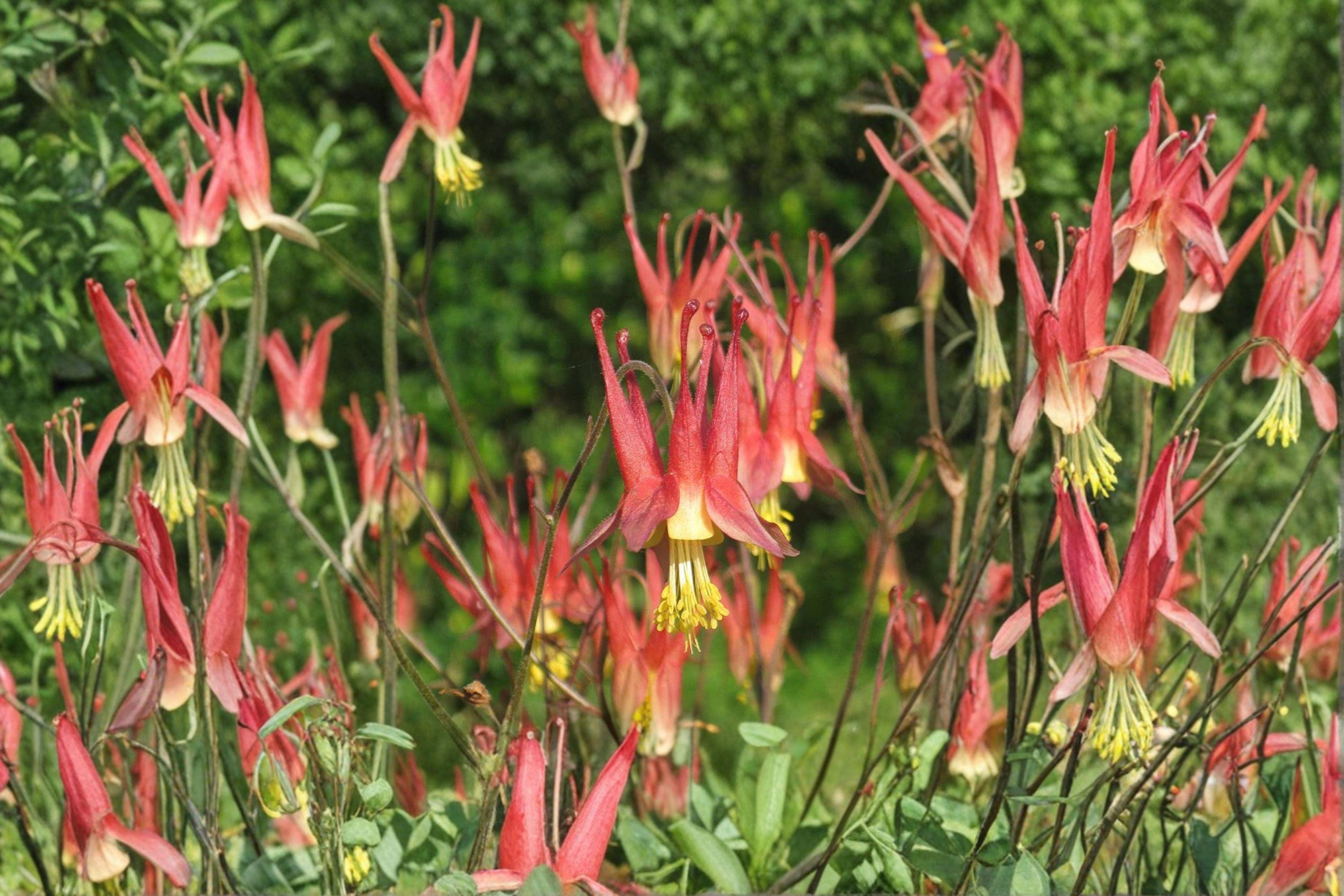 American Red Columbine – Aquilegia canadensis | 100 Seeds | Native Wildflower | Red & Yellow Blooms