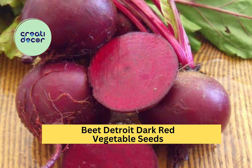 3pcs x 1g Beet Detroit Dark Red Seeds – Heirloom Beets for Garden Beds, Raised Rows, or Container Growing Seeds for Planting