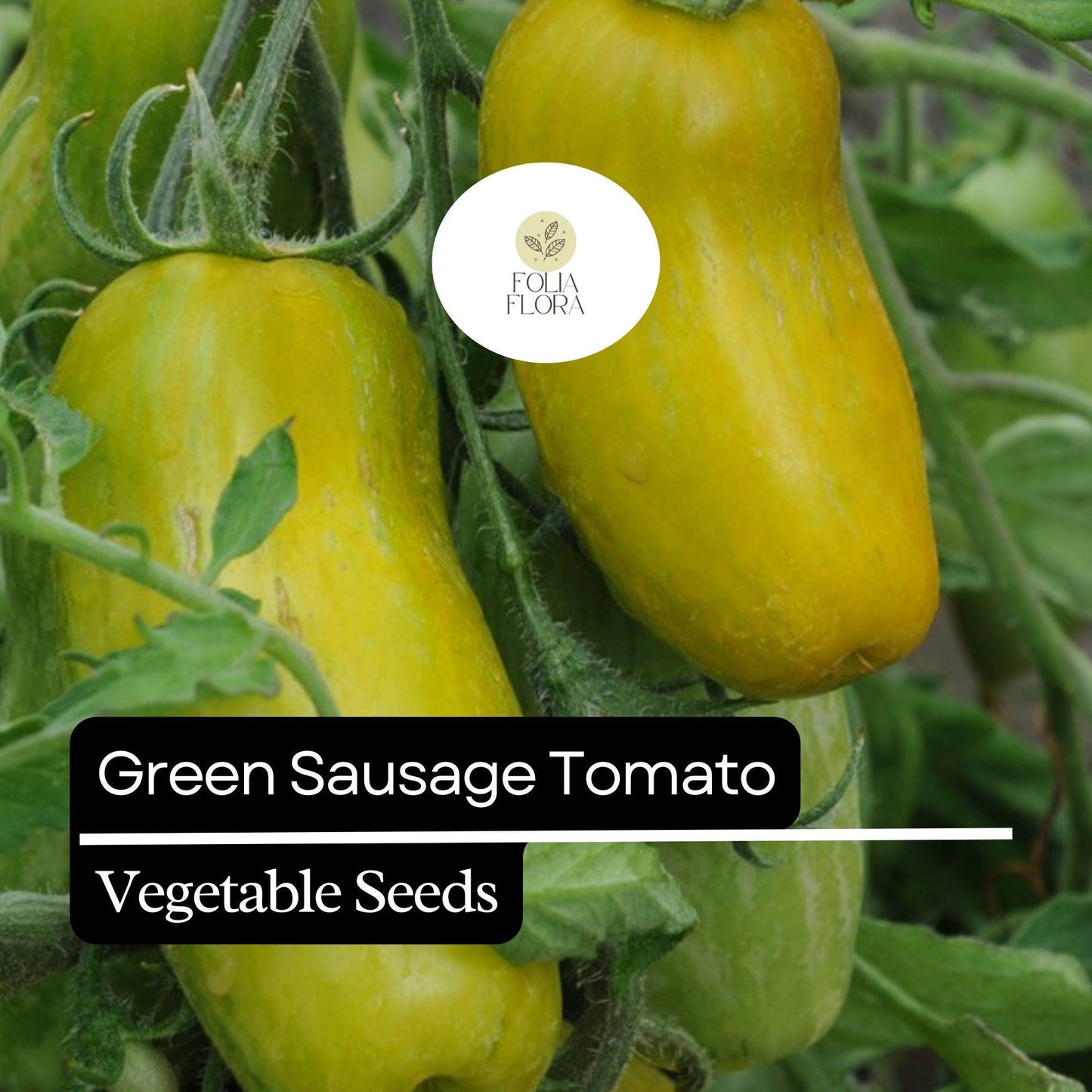 30 Green Sausage Tomato Seeds – Heirloom, Unique Green-Yellow Striped, Sweet & Tangy Flavor