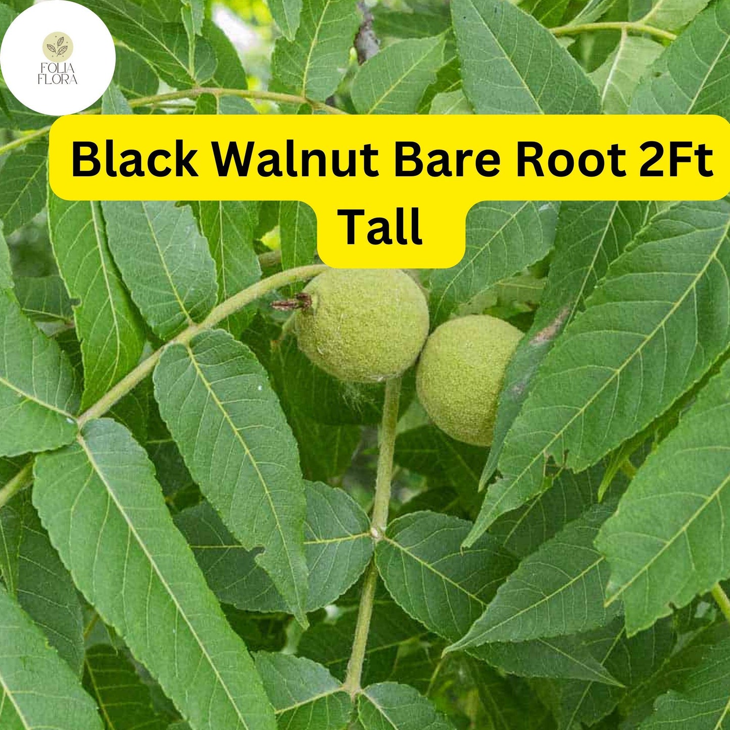 2 Black Walnut Trees Bare Root Live Plants, 2ft Tall, Juglans nigra, Nut-Producing Shade Trees