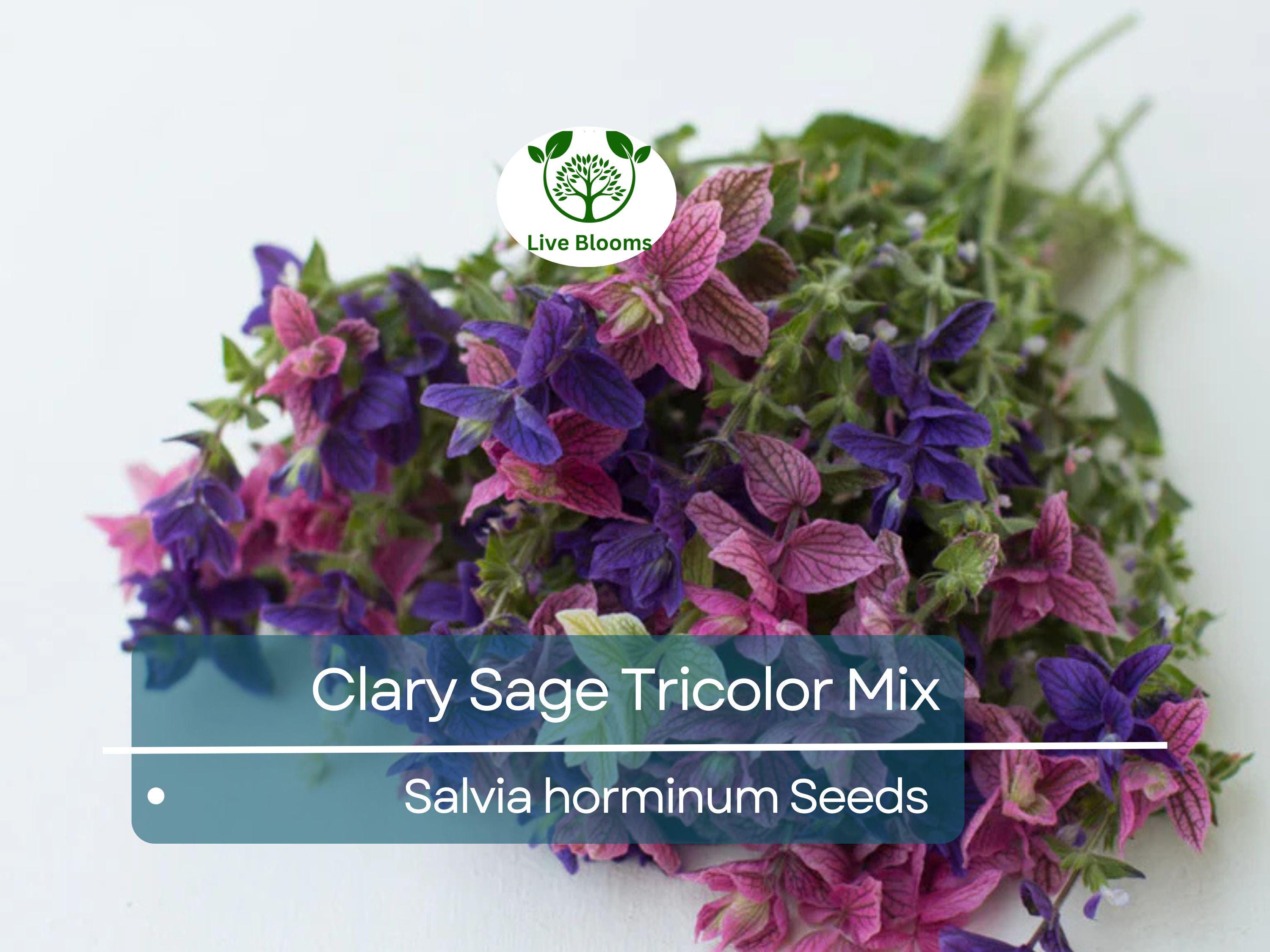 200 Clary Sage Tricolor Mix Seeds, Painted Sage, Native Wildflower, Non-GMO, Vibrant Garden Blooms, Pollinator-Friendly