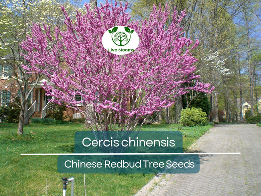 10 Seeds Cercis chinensis (Chinese Redbud) Tree for Planting | Ornamental Flowering Tree with Stunning Pink Blossoms