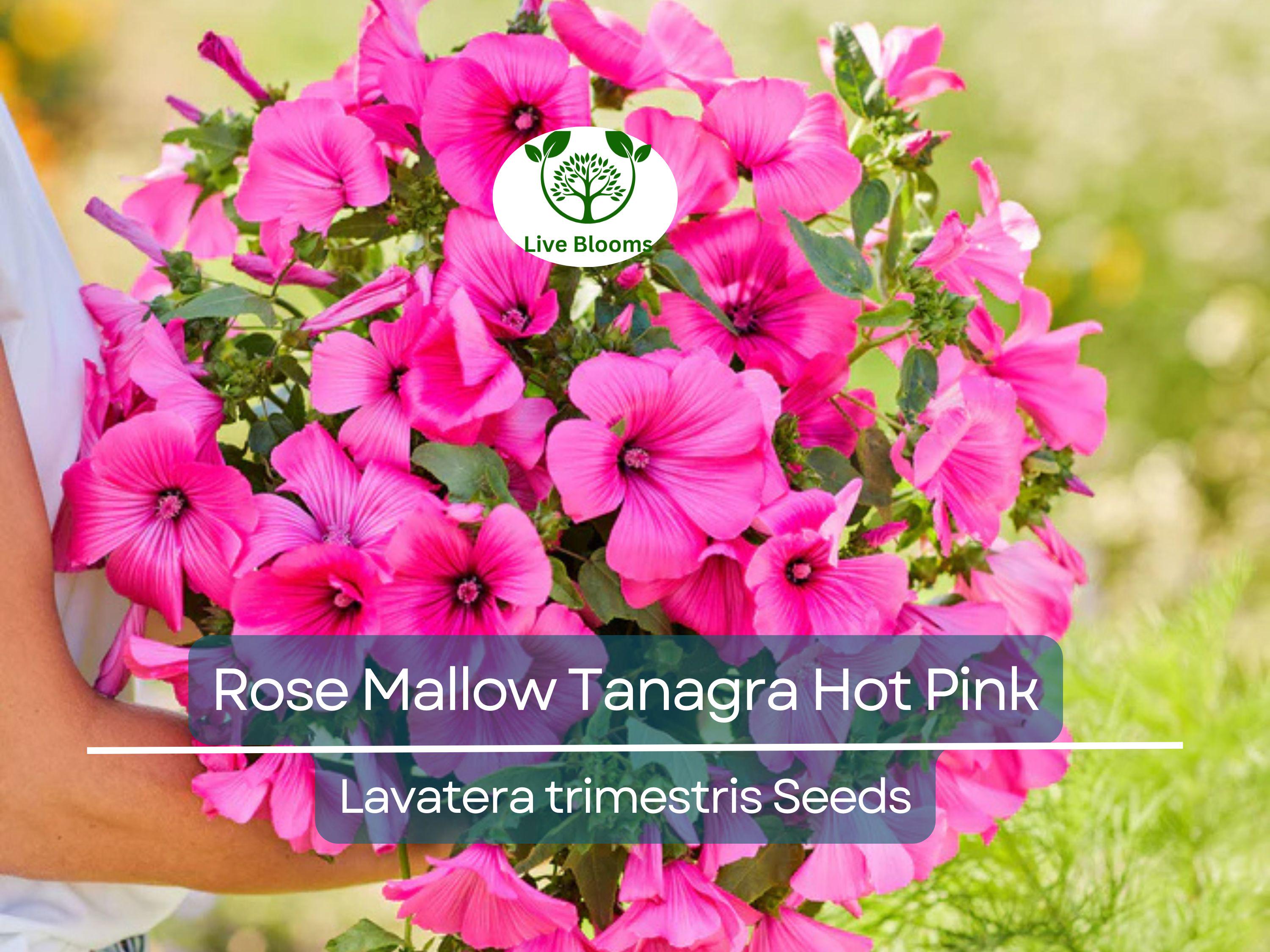 100 Seeds Rose Mallow Tanagra Hot Pink Blooms, Pollinator Attractor, Non-GMO, Hardy Perennial, Vibrant Flowers for Garden