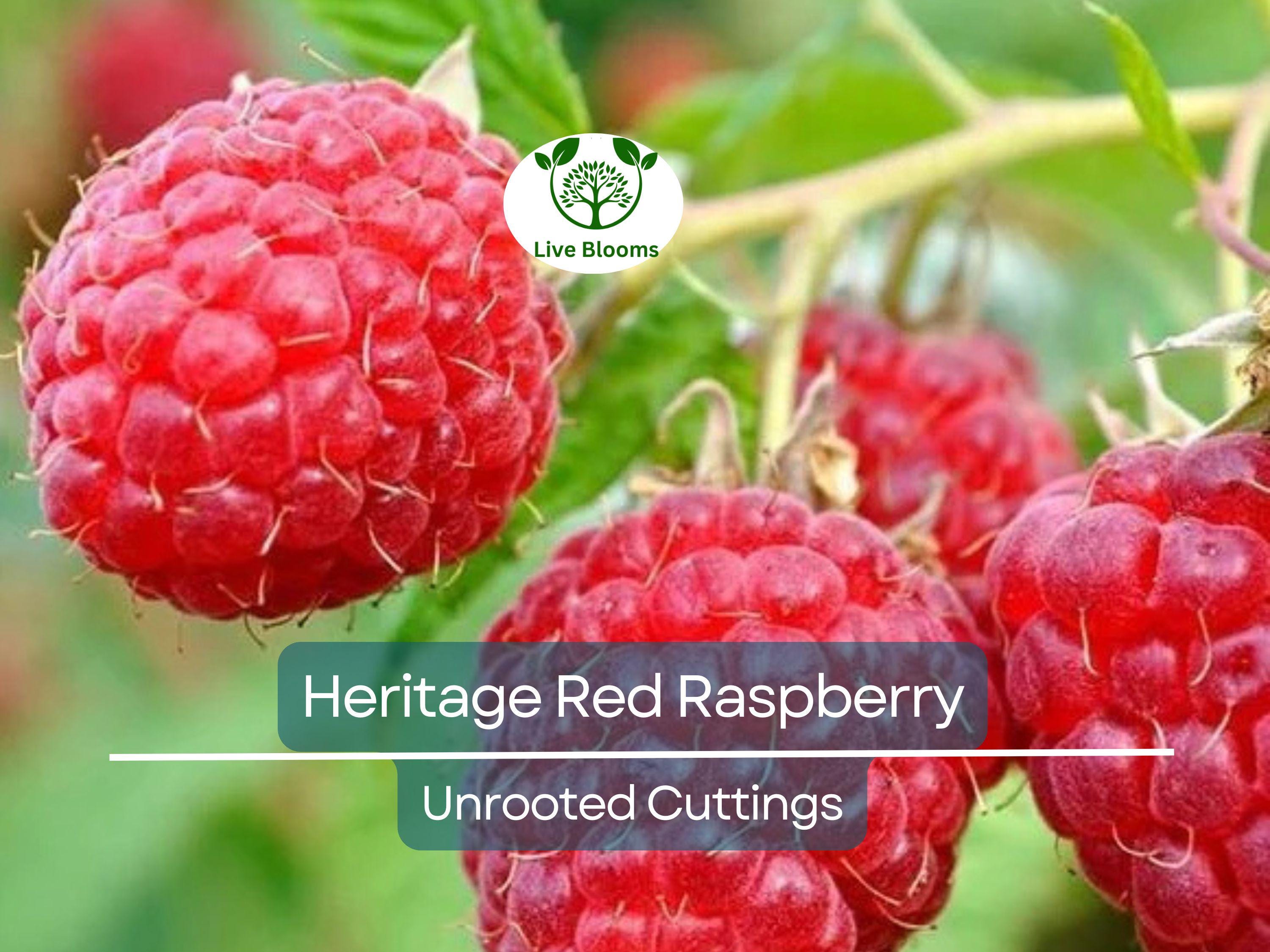 10 Heritage Red Raspberry Scion Cuttings - Rubus idaeus Unrooted 6-8” for Rooting or Grafting - High-Yield Berry Plants