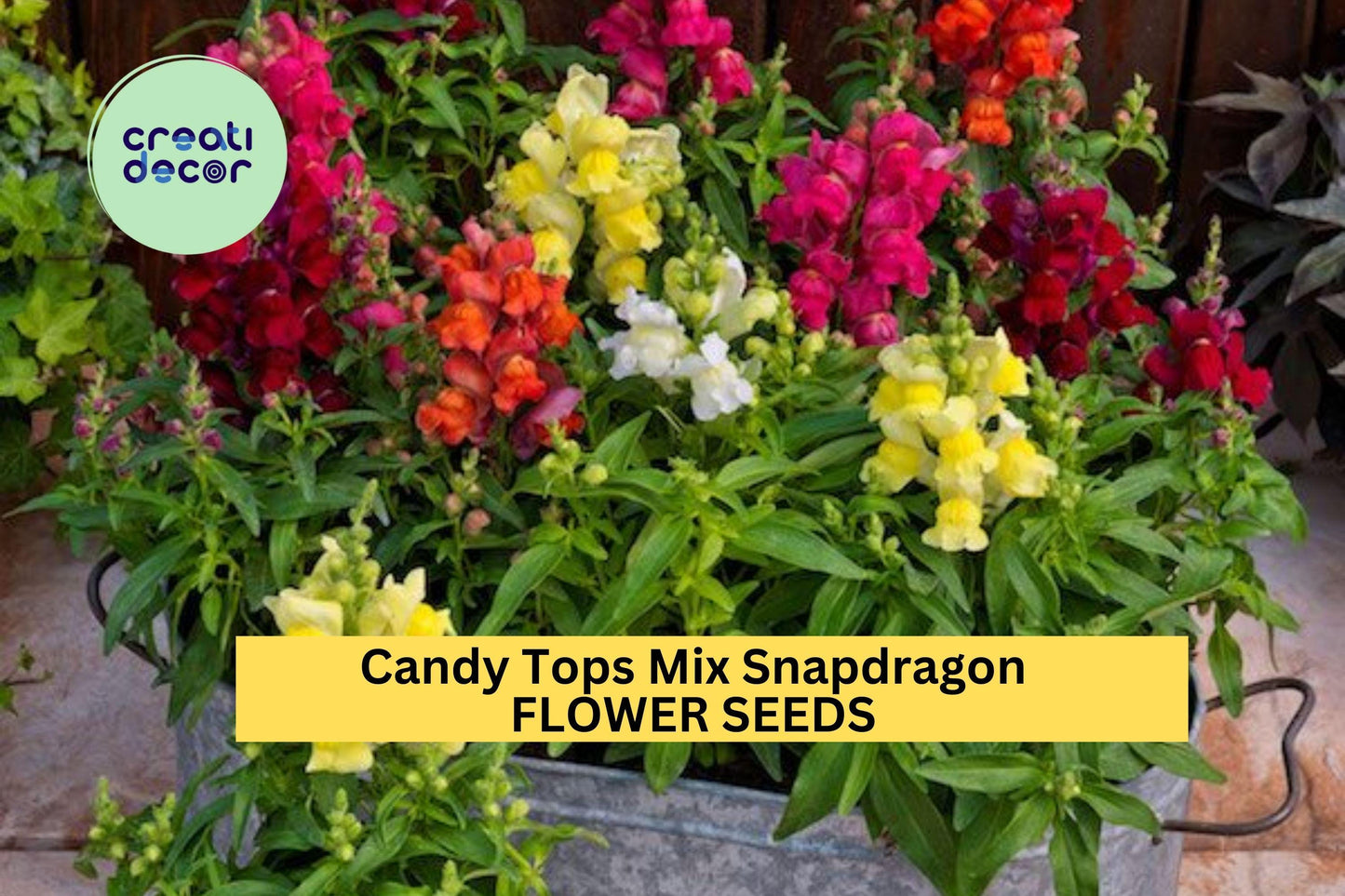 1000+ Candy Tops Mix Snapdragon Seeds – Dwarf Bloom Spikes for Garden Planting, Bright Colorful Flowers for Beds & Edges – USA