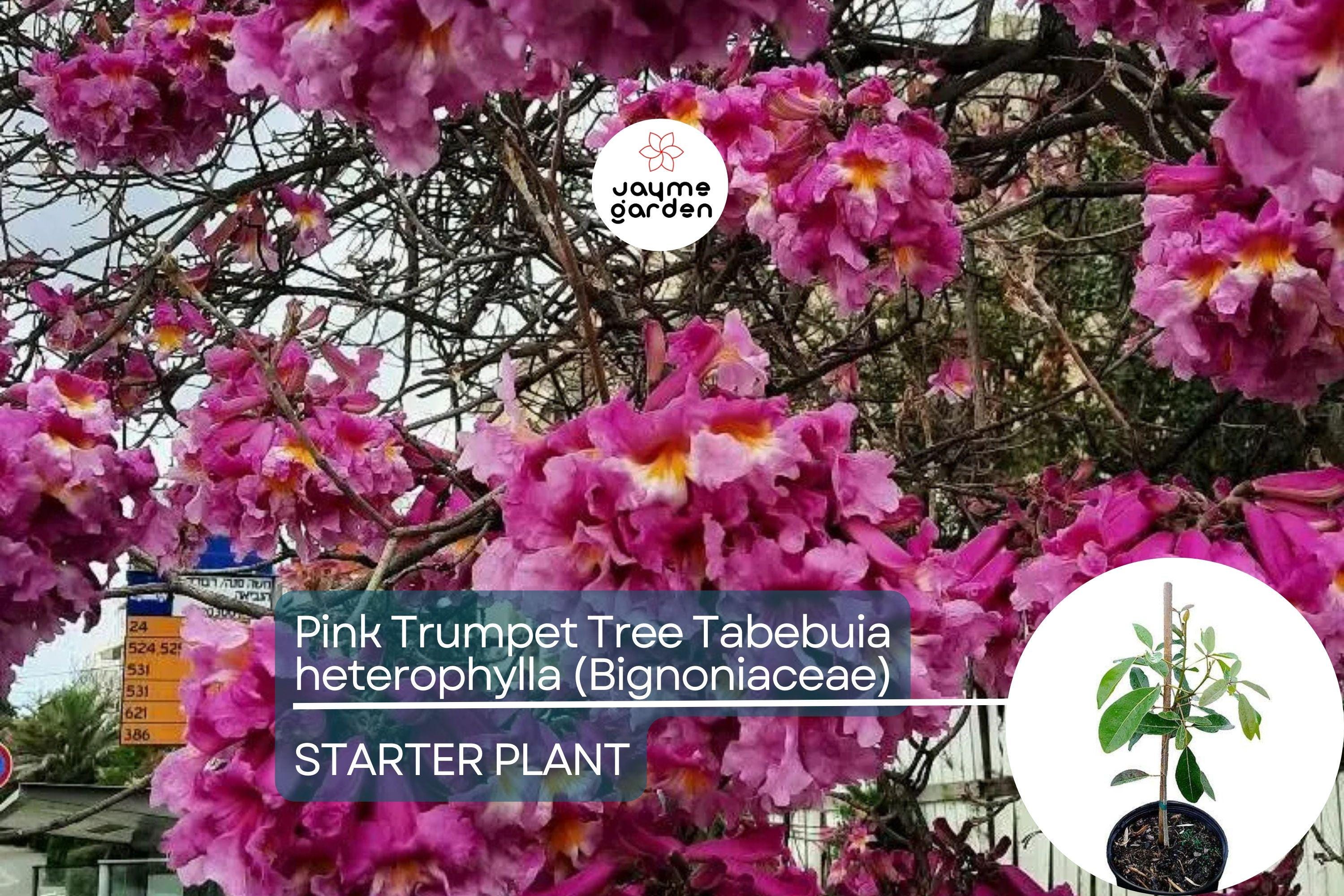 Pink Trumpet Tree Live Tabebuia Heterophylla 8″-12″ | Vibrant Flowering Ornamental Tree | Tropical Shade Tree Starter | Fast Growing