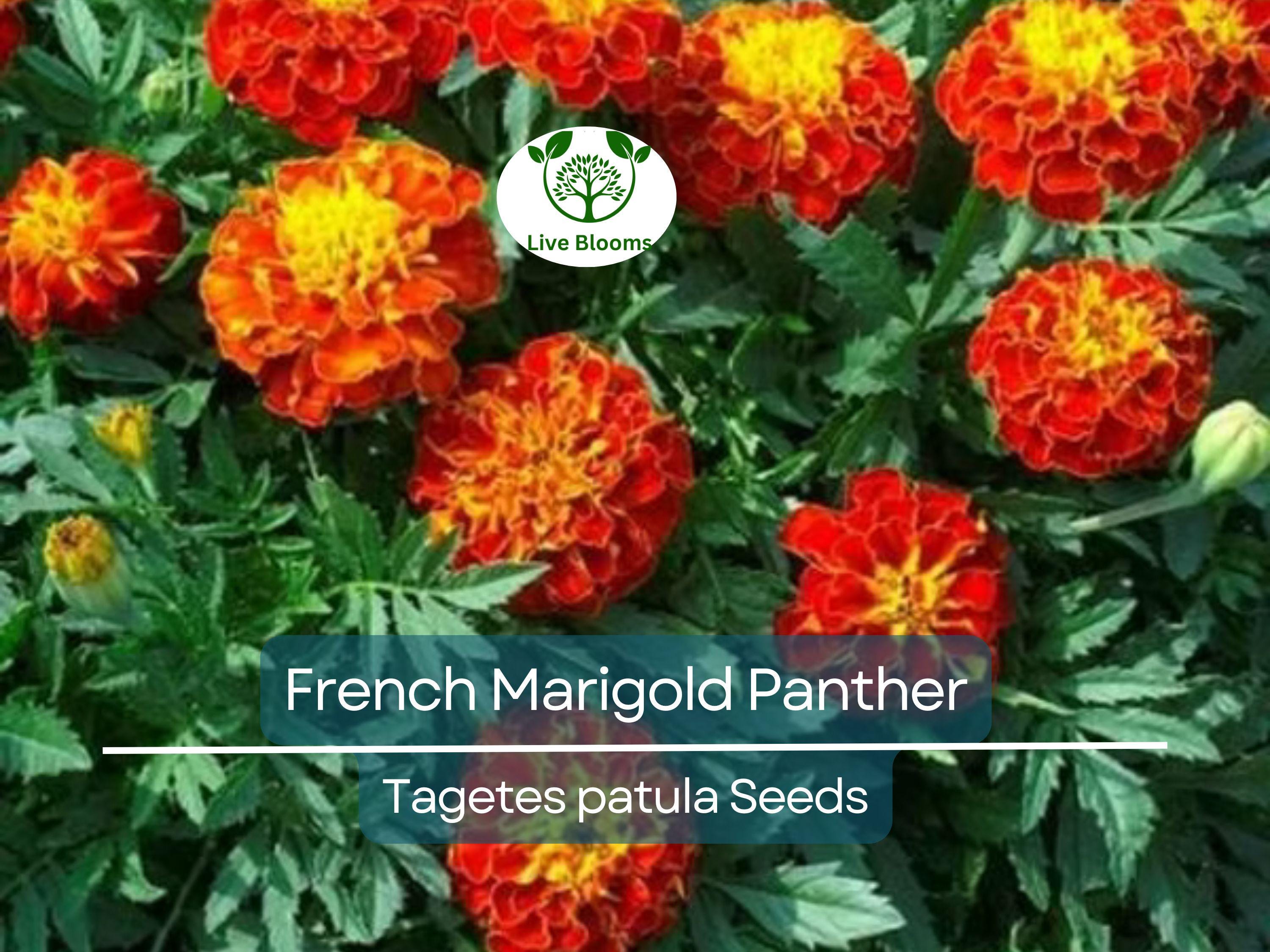 200 Seeds French Marigold Panther - Beneficial Edible, Dwarf Variety, Non-GMO, Attracts Butterflies, Garden & Culinary Use