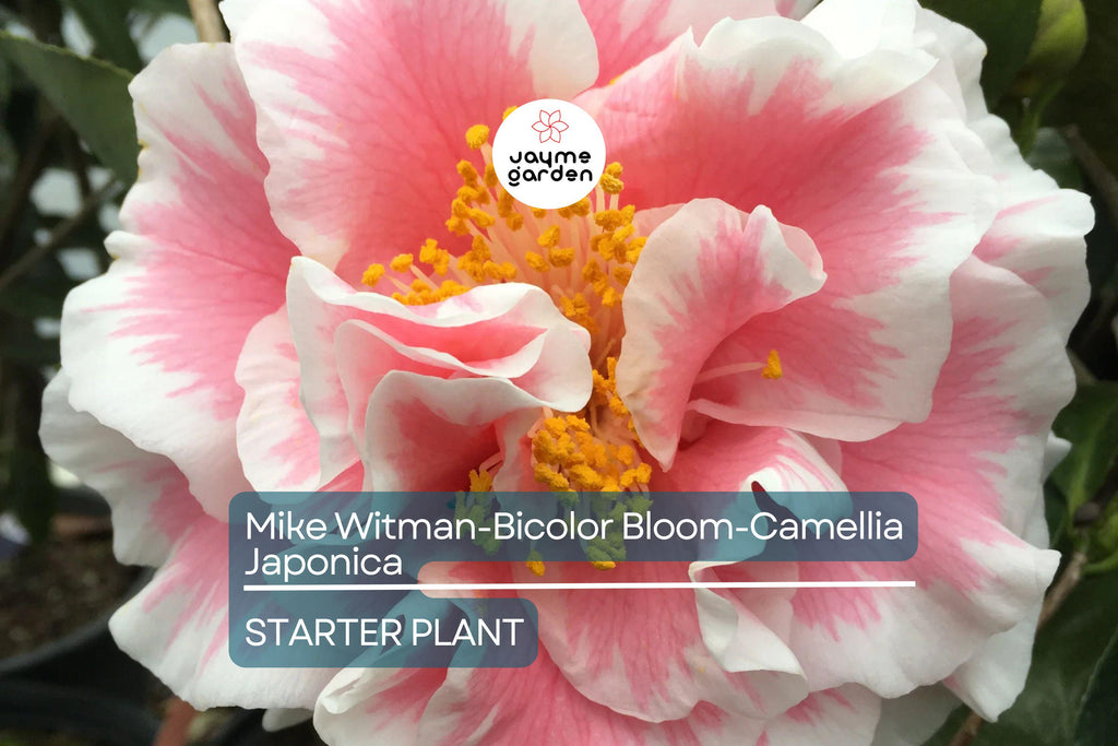 Mike Witman Camellia Japonica | Rare Bicolor Bloom | Live Starter Plant | Evergreen Shrub | All-Season Beauty | USDA Zone 7-10