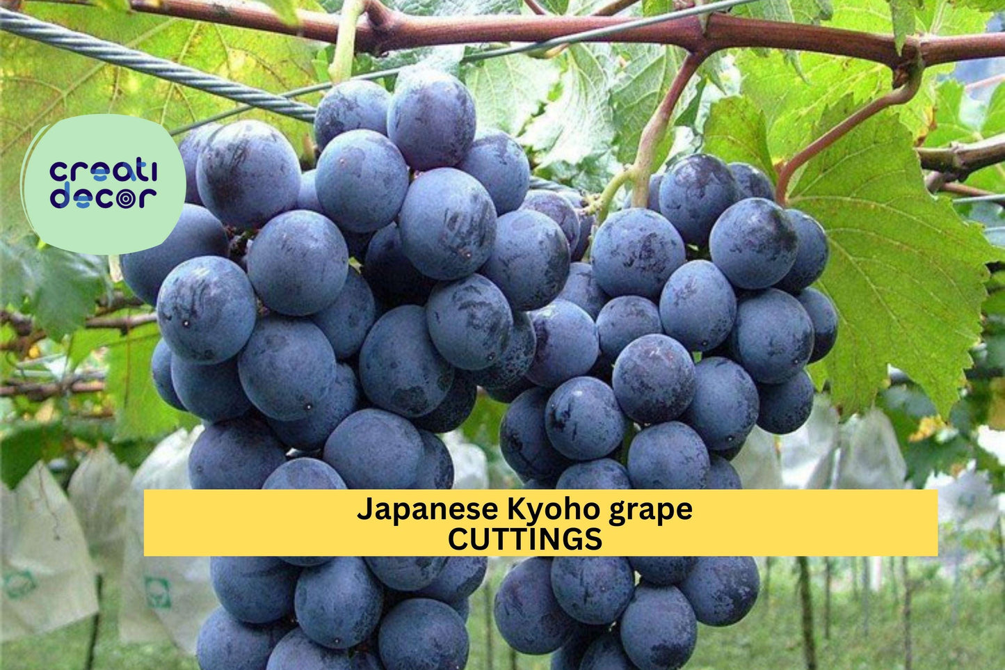 6 Kyoho Grape Cuttings | Japanese Table Grape Scions | 巨峰葡萄 교호포도 | Unrooted Propagation Wood | Sweet Juicy Variety | US Seller