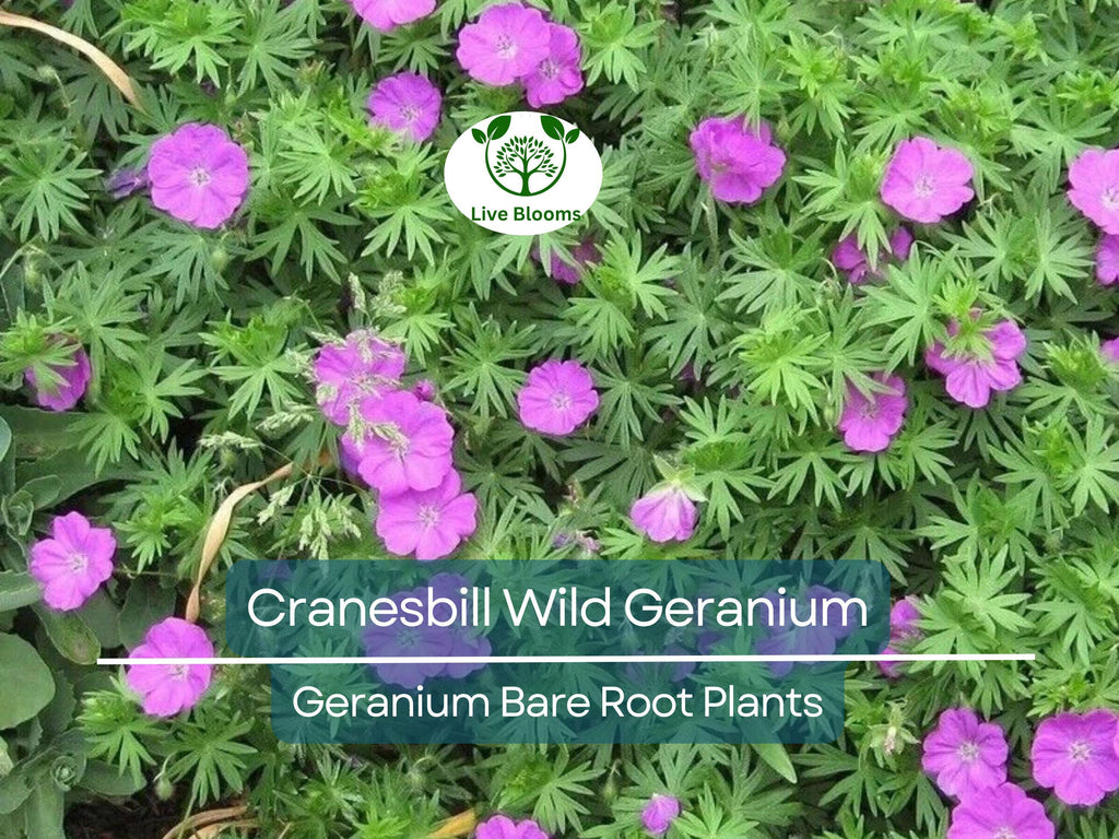 10 Wild Geranium Plants – Bare Root Organic Cranesbill (Geranium maculatum) – Native Perennial Wildflower for Shade Gardens