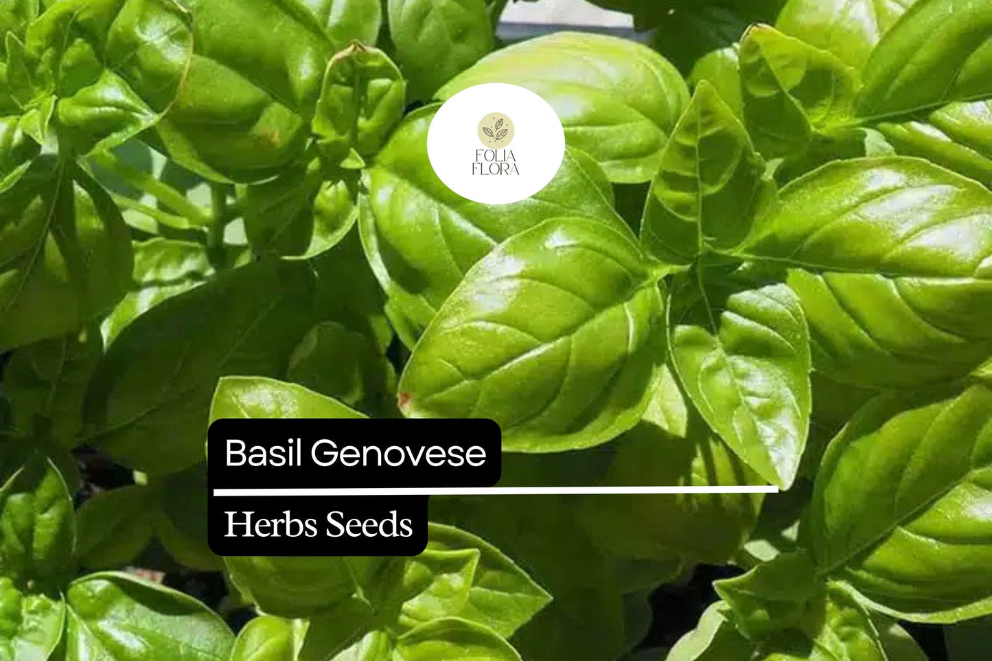 1000 Seeds Basil Genovese | Ocimum basilicum | Heirloom, Non-GMO Italian Herb | Aromatic & Flavorful