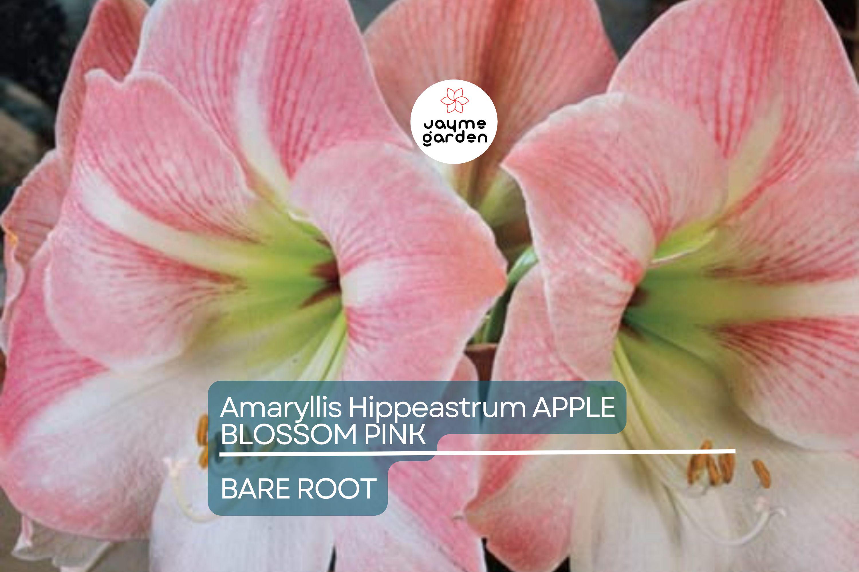 Amaryllis Apple Blossom Bulb - Pink & White Blooms, Award-Winning, Perfect for Indoor or Outdoor, USDA Zones 8-11