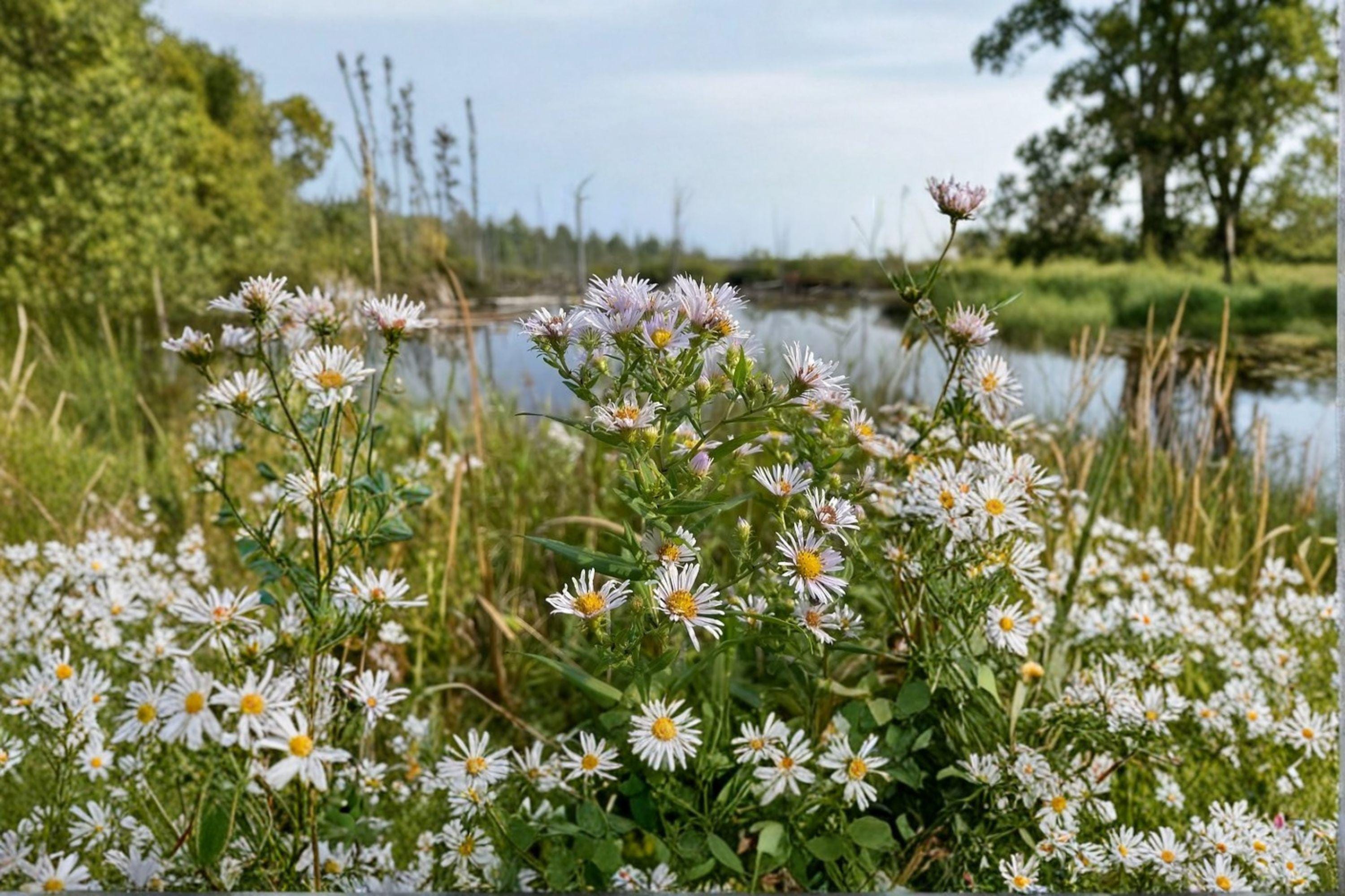 Symphyotrichum firmum – Shining Aster | 100 Seeds | Native Purple Aster Wildflower | Pollinator Garden Plant