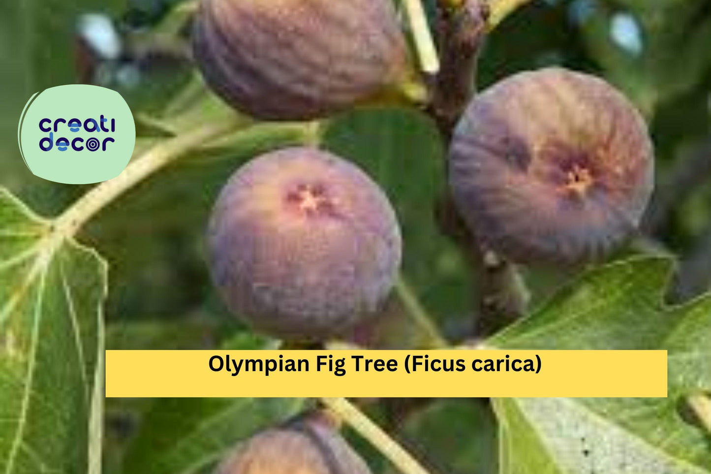 Olympian Fig Tree – Live Starter Plant Bare Root Ficus carica, Hardy Fruit Tree with Large Sweet Figs for Home Orchard or Garden