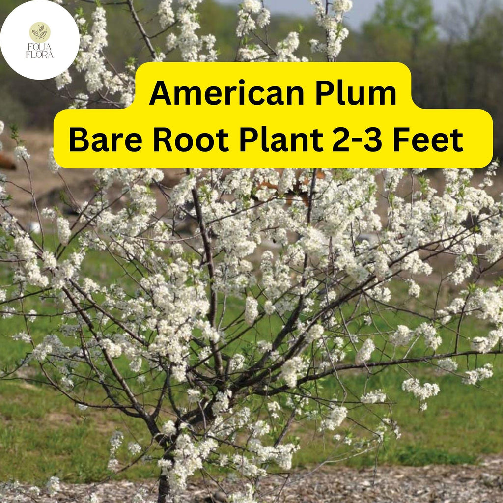 1 American Plum Tree (Prunus americana) - Live Bare Root Plant for Gardens & Landscapes 2-3 Feet