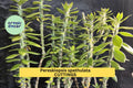 5x Pereskiopsis spathulata Cuttings | 4" Grafting Cactus Stock | Ideal Rooting Stem for Grafted Leaf Cacti | Fast Growing
