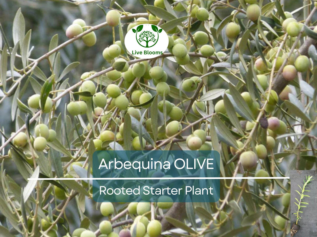 1 Olive Tree "Arbequina" Starter Plant 5-6" Long| Olea europaea | Drought Tolerant, Easy to Grow | Perfect for Garden & Container
