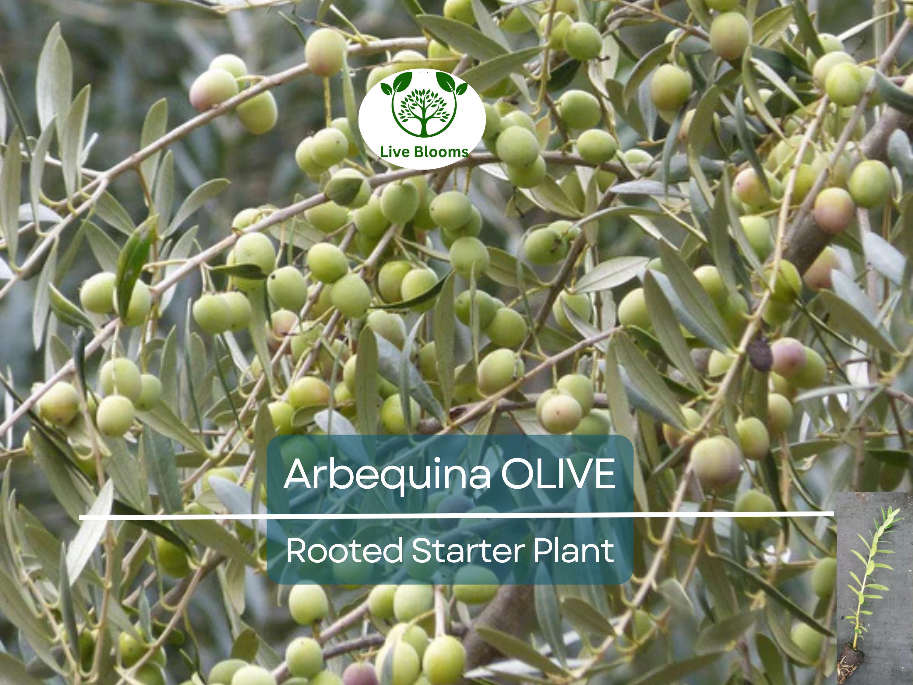 1 Olive Tree "Arbequina" Starter Plant 5-6" Long| Olea europaea | Drought Tolerant, Easy to Grow | Perfect for Garden & Container