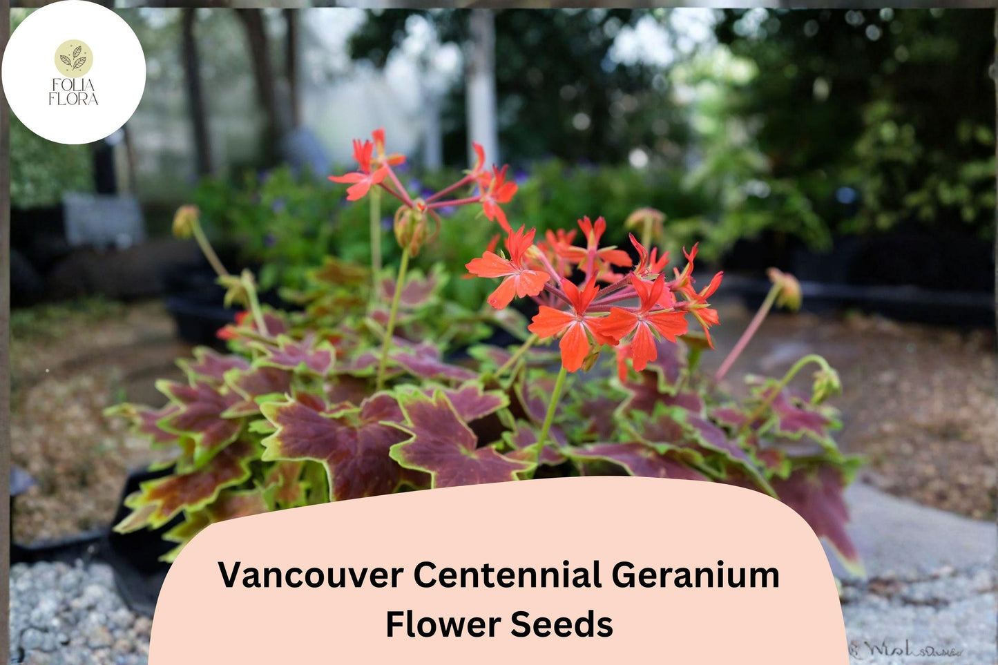 25+ Vancouver Centennial Geranium Seeds | Zonal Pelargonium | Red-Orange Blooms & Bronze Leaves for Garden Pots