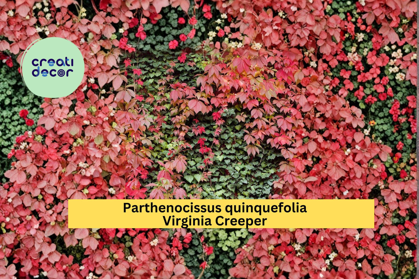 Virginia Creeper Seeds Parthenocissus quinquefolia 10 Count Hardy Climbing Vine Garden Plant Seeds
