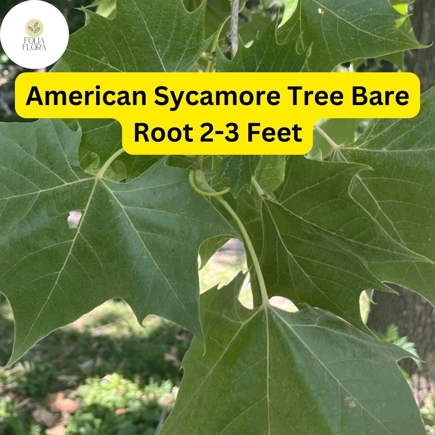1 Platanus occidentalis American Sycamore Tree - 2-3 Ft Live Bare Root Plant for Zones 4-9 - Fast-Growing Shade Tree