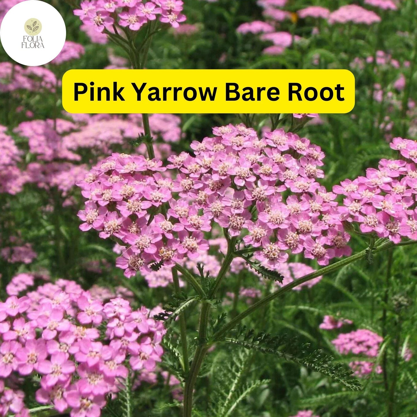 1 Pretty Pink Yarrow (Achillea Millefolium) Perennial Bare Root Live Garden Plant