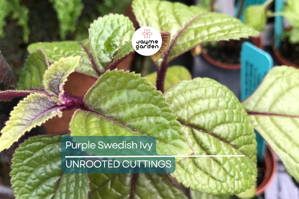 Purple Swedish Ivy Cuttings (4) - Millionaria/Planta del Dinero Morada - 4-6" Easy, Fast-Growing Indoor/Porch Plant