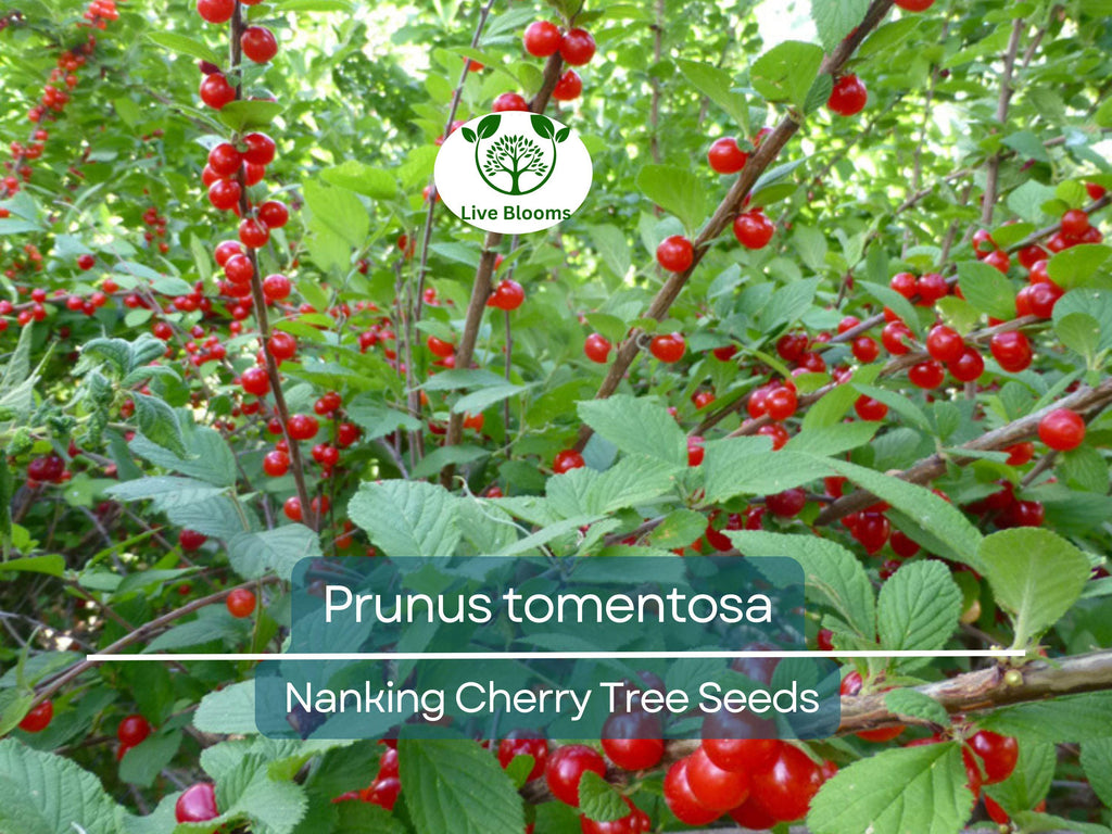 10 Seeds Prunus tomentosa (Nanking Cherry) for Planting | Hardy Fruit-Bearing Shrub for Gardens, Landscaping & Wildlife