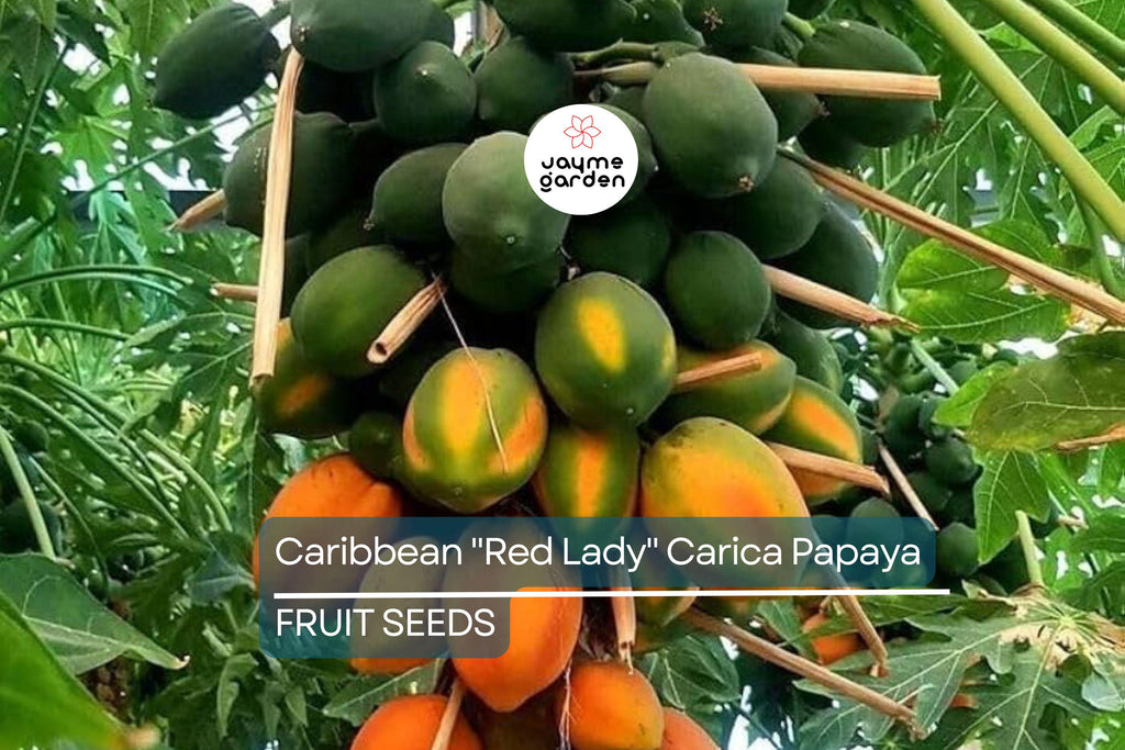 20 Caribbean Red Lady Papaya Seeds - Large Melons - Tropical Fruit Tree - Non-GMO Indoor Plant