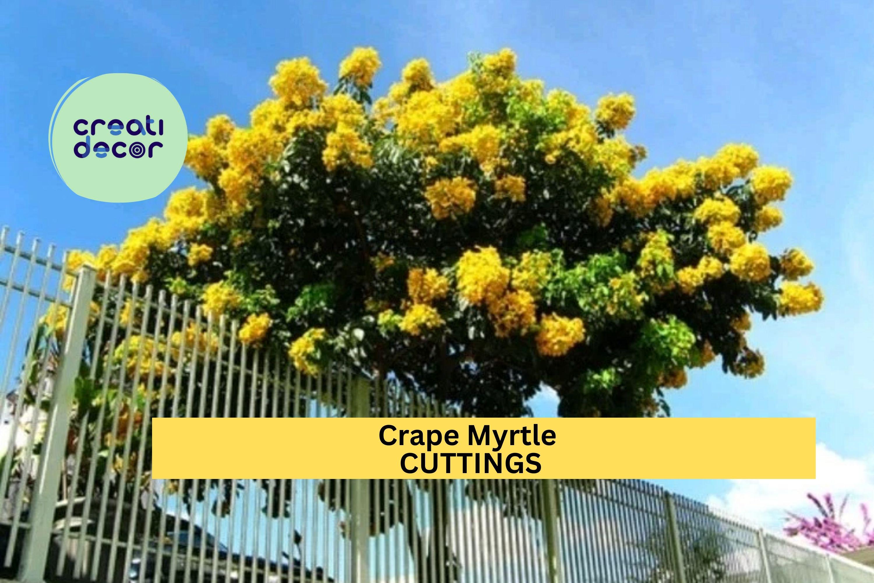 7 Live Stems for Rooting - Crape Myrtle Cuttings , Fast Growing Lagerstroemia Plant, Summer Flowering Shrub or Small Tree for Garden