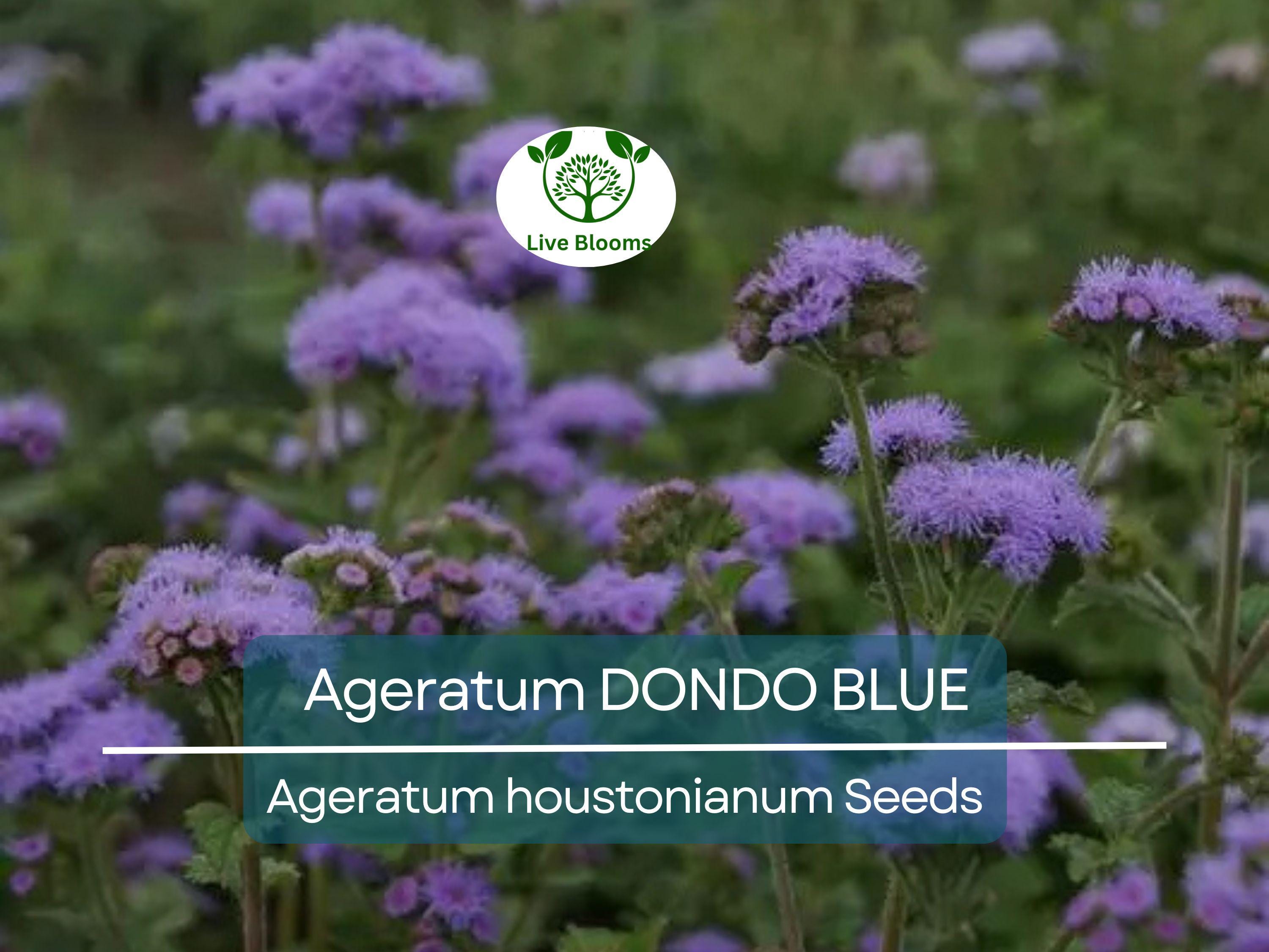 500 Seeds Ageratum DONDO BLUE, Floss Flower Monarch Butterfly Plant, Non-GMO, Vibrant Blue Blooms, Perfect for Gardens & Pollinator-friendly