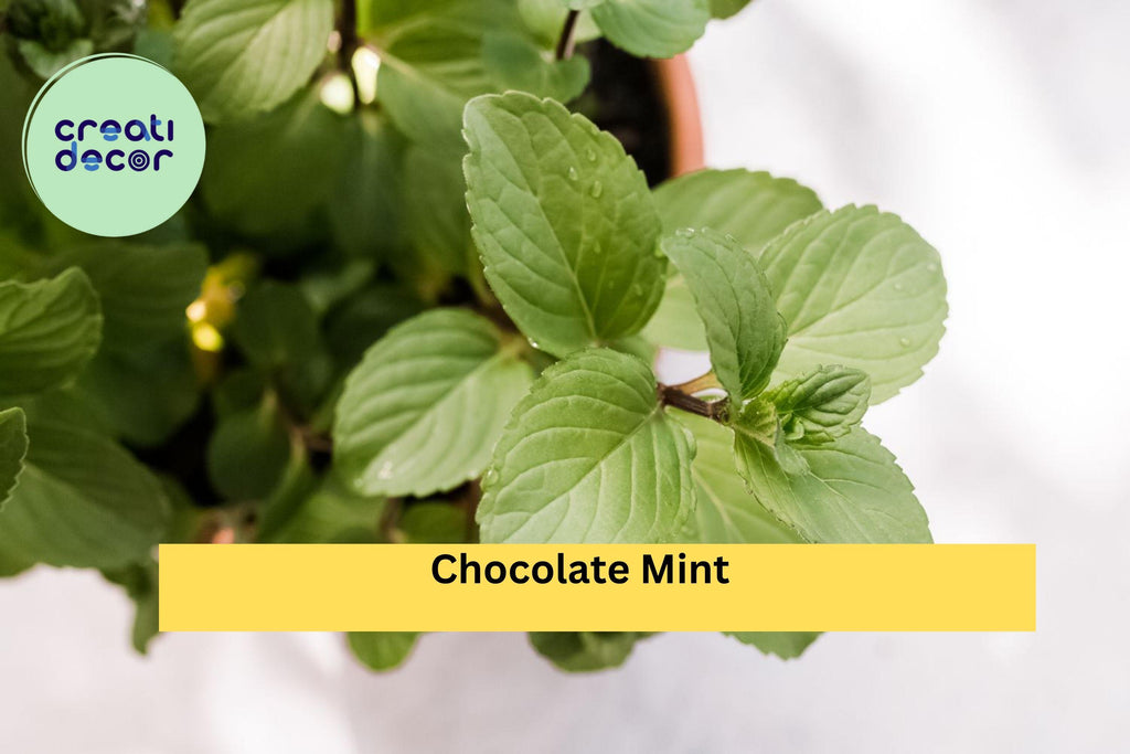 Chocolate Mint Live Roots – 4 Starter Plants for Pots or Garden, Fragrant Peppermint Variety, Easy to Grow, Hardy Perennial Herb Zones 5–9