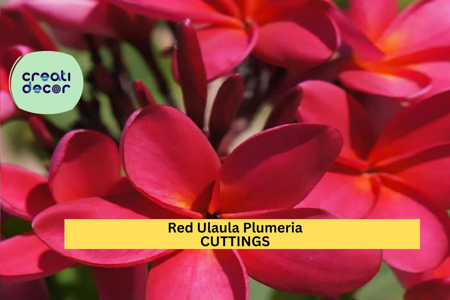 1 Hawaiian Red Ula‘ula Plumeria Cutting – 8" Frangipani Stem | Fragrant Tropical Flower for Planting in Pots or Warm Climate Gardens