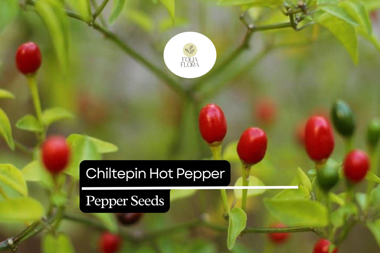 25 Seeds Chiltepin Pepper (Capsicum annuum var. glabriusculum) – Wild Hot Pepper with Bold Heat and Unique Flavor