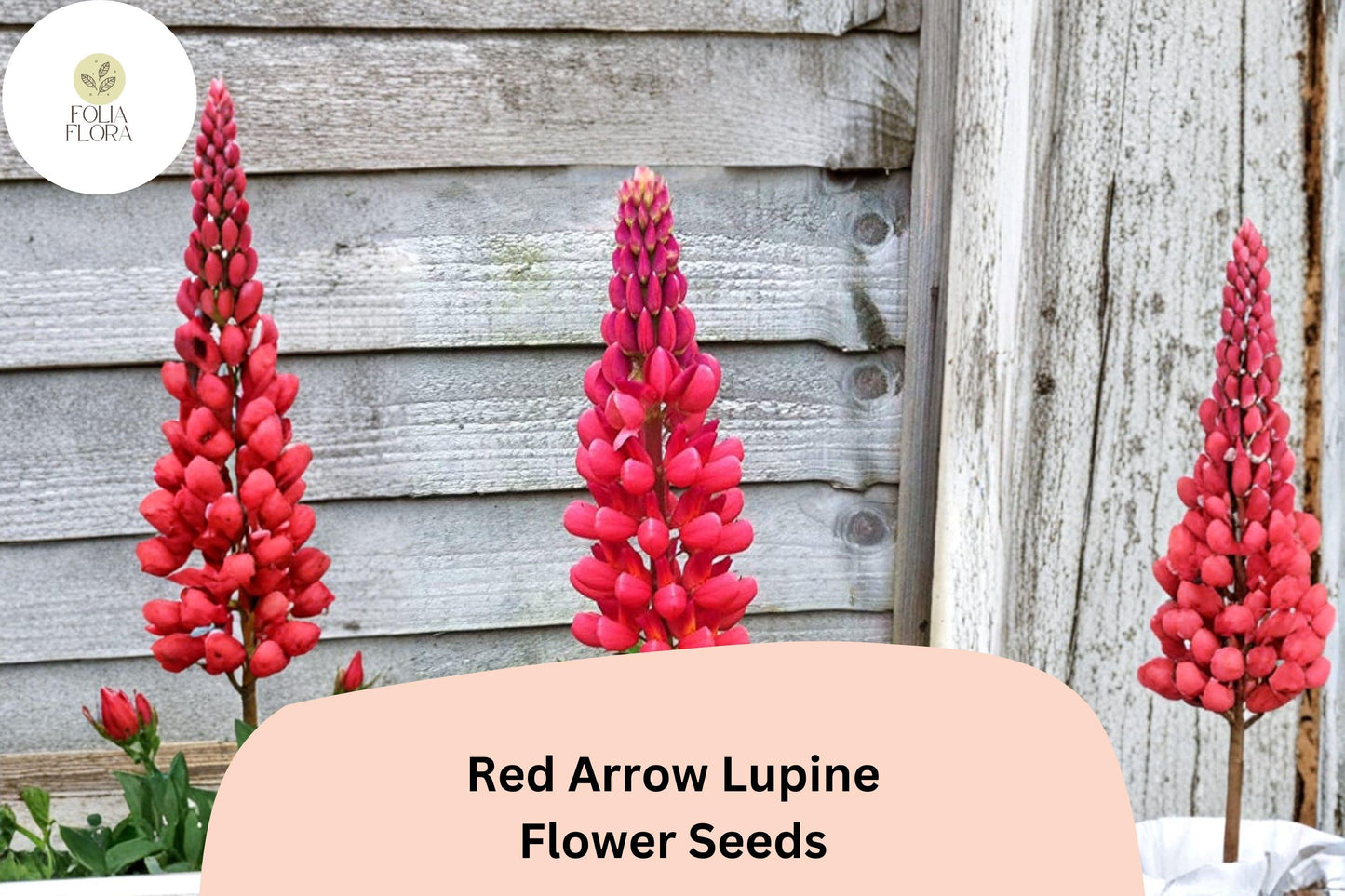 25+ Red Arrow Lupine Seeds | Red Lupinus | Vibrant Spring Bloom Spikes for Garden Planting