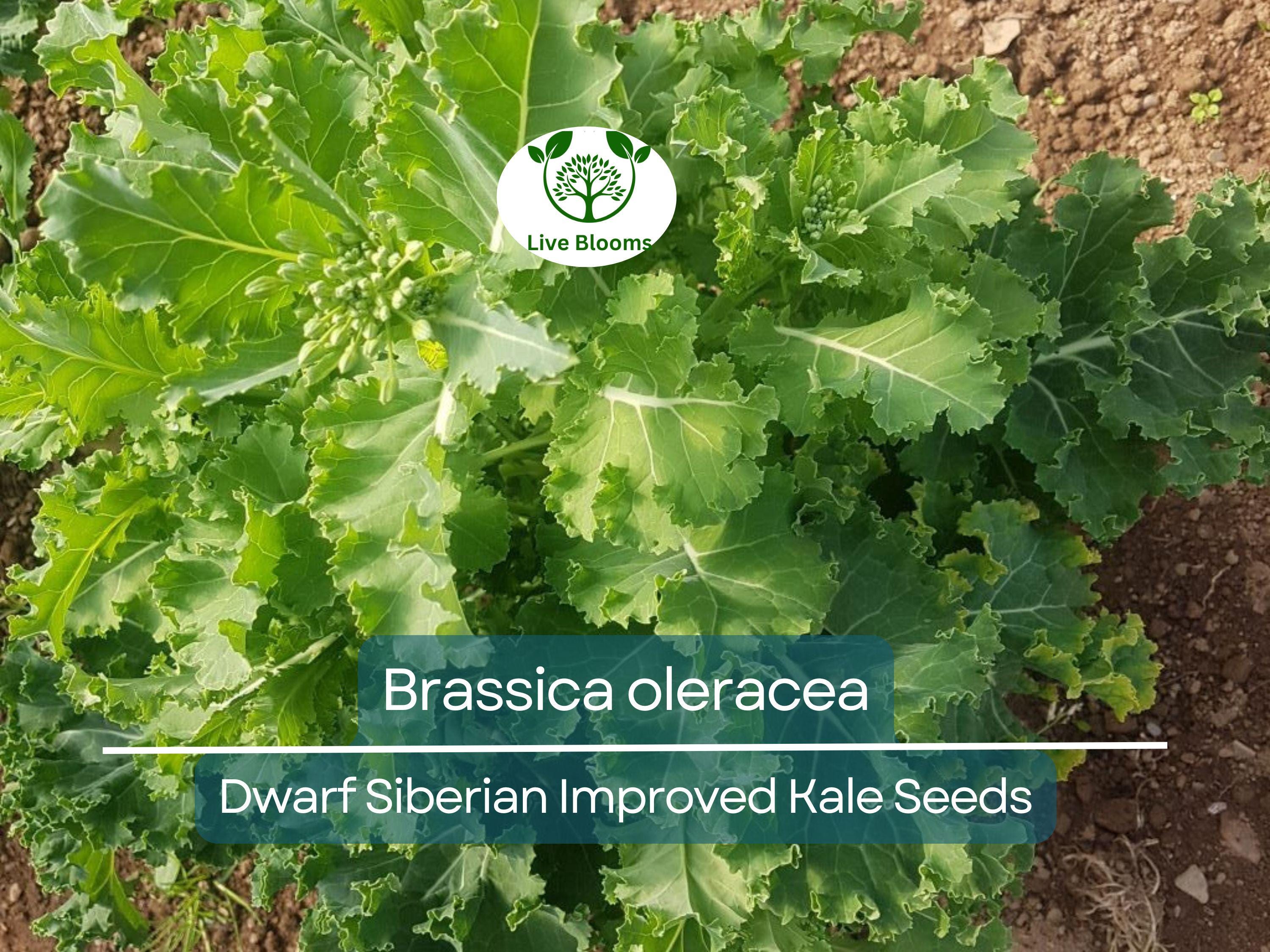 250 Kale Dwarf Siberian Improved Seeds – Brassica oleracea – Nutrient-Rich Greens for Planting, Easy to Grow, Perfect for Cooking & Salads