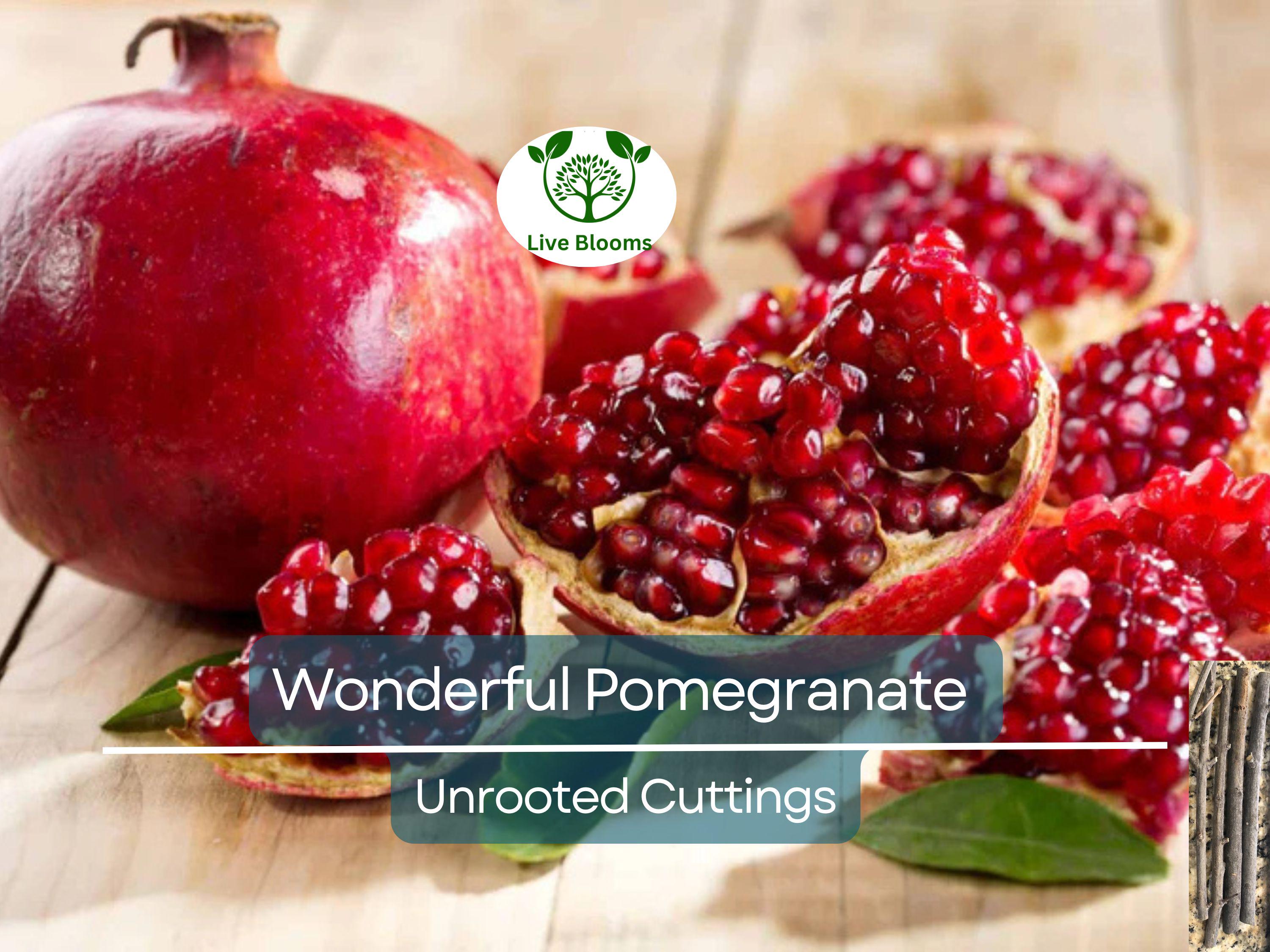 4 Wonderful Pomegranate Unrooted Cuttings 6-8" from Mature Plant, Punica Granatum, Fruit Tree Cuttings, Perfect for Rooting & Propagation