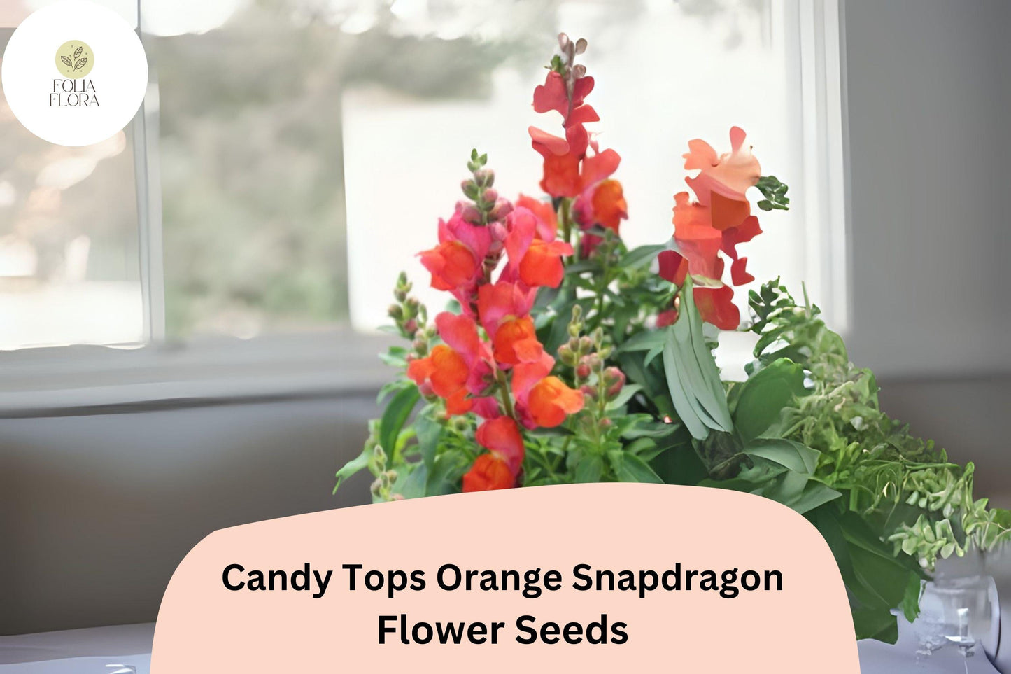 Candy Tops Orange Snapdragon Seeds (Antirrhinum majus) | 1000+ Seeds | Compact, Bright Orange Blooms for Garden & Containers