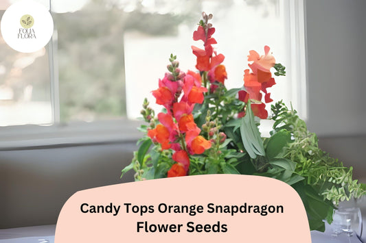 Candy Tops Orange Snapdragon Seeds (Antirrhinum majus) | 1000+ Seeds | Compact, Bright Orange Blooms for Garden & Containers