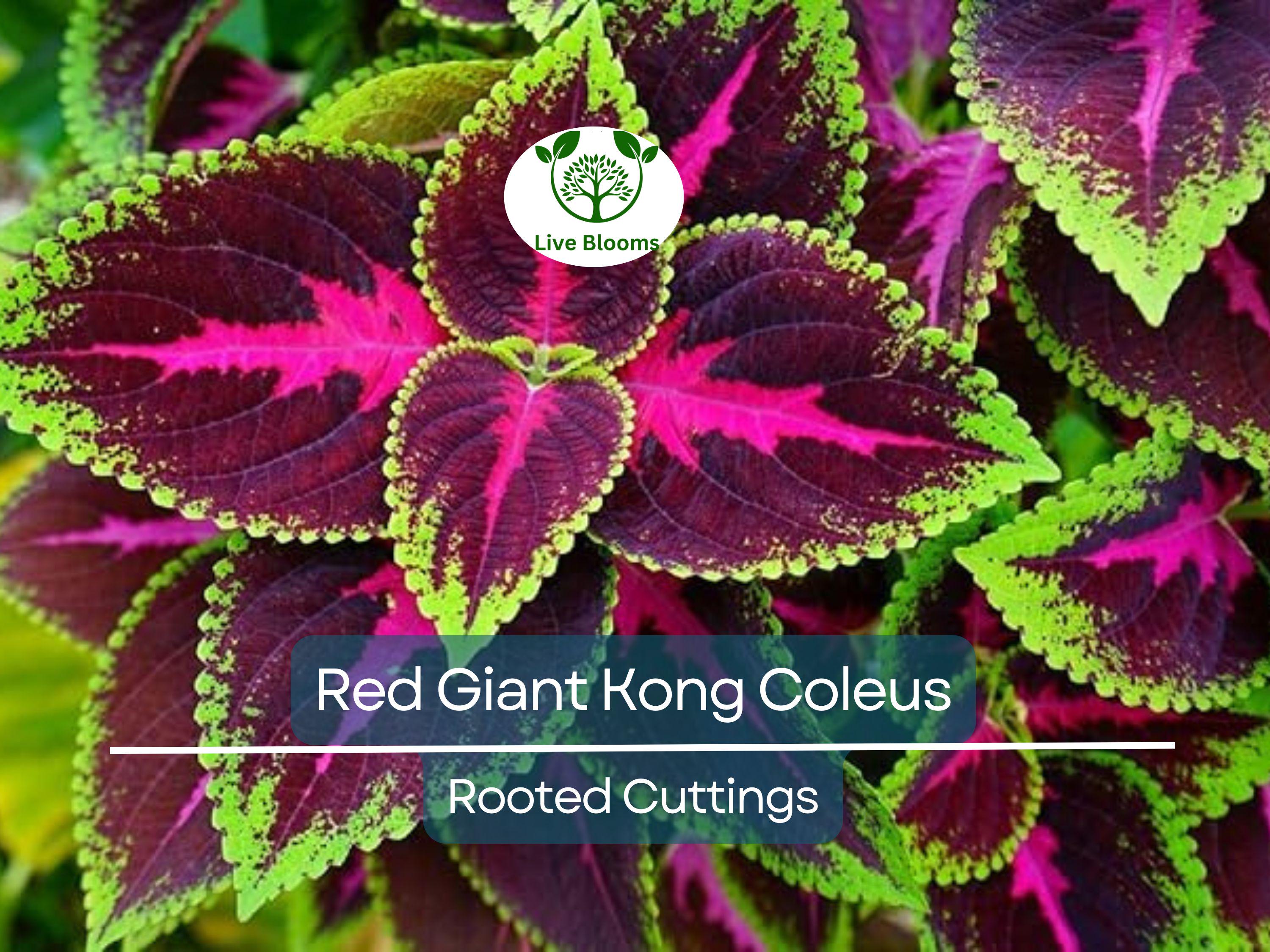 1 Red Giant Kong Coleus Rooted Cuttings - Live Flower, Coleus x hybridus, Colorful Foliage, Indoor/Outdoor Plant