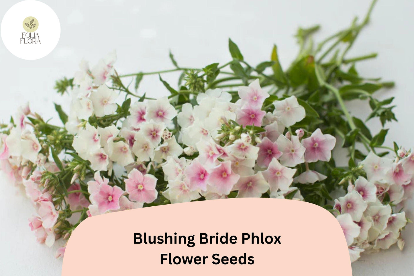 100+ Blushing Bride Phlox Seeds – Phlox paniculata, Soft Pink Perennial Garden Flowers