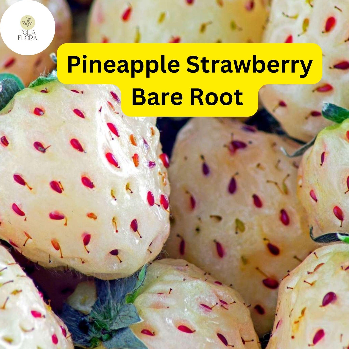10 Bare Root Pineapple Strawberry Plants – Fragaria × ananassa, Unique White Strawberries
