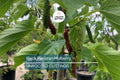 10 Red Sweet/Black Pakistan Mulberry Tree Cuttings | Unrooted Scions for Grafting or Rooting | Sweet Large Fruits | Prolific & Easy to Grow
