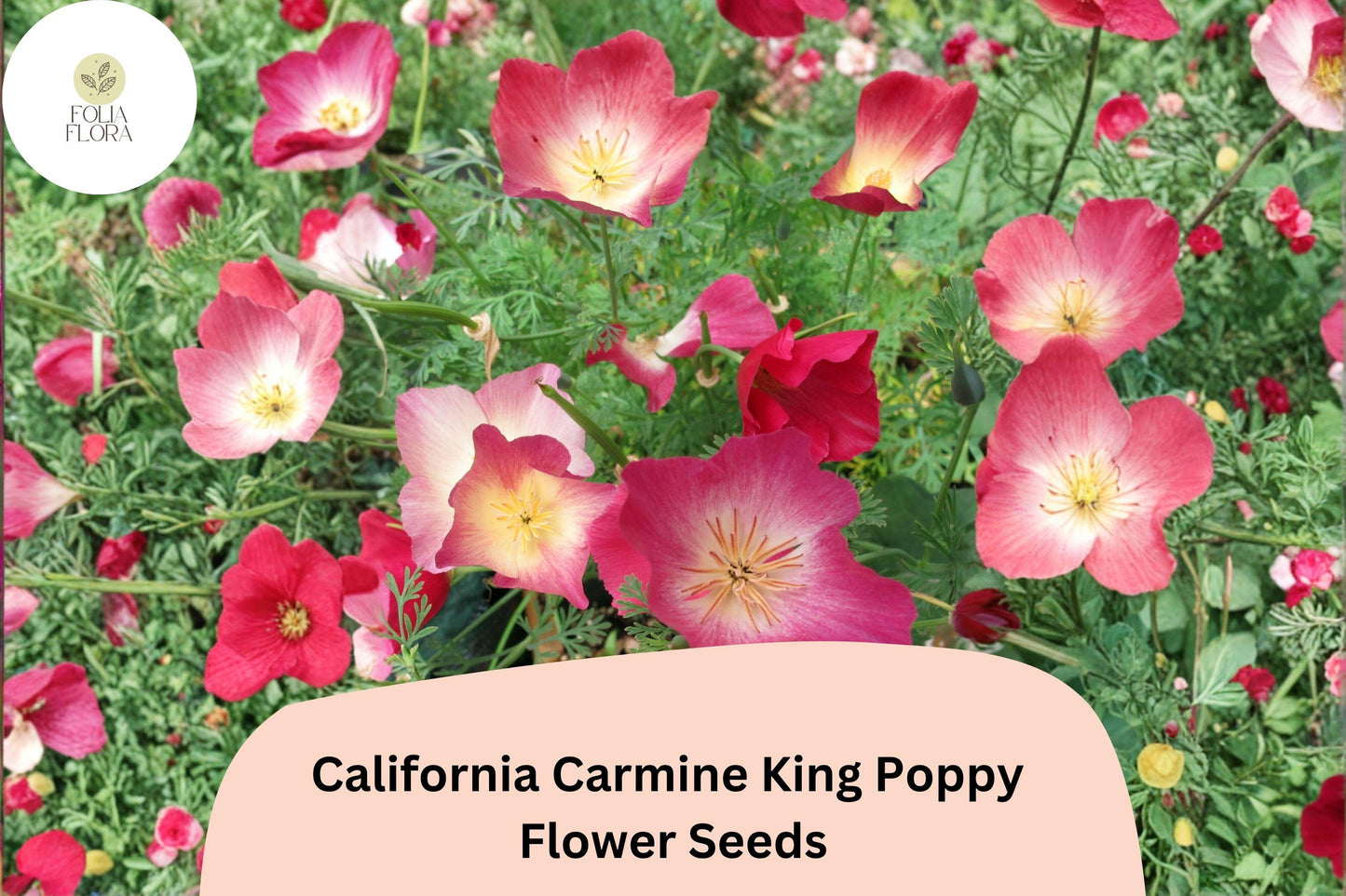 200+ California Carmine King Poppy Seeds | Eschscholzia californica | Bright Red-Pink Blooms | Easy Wildflower Seeds