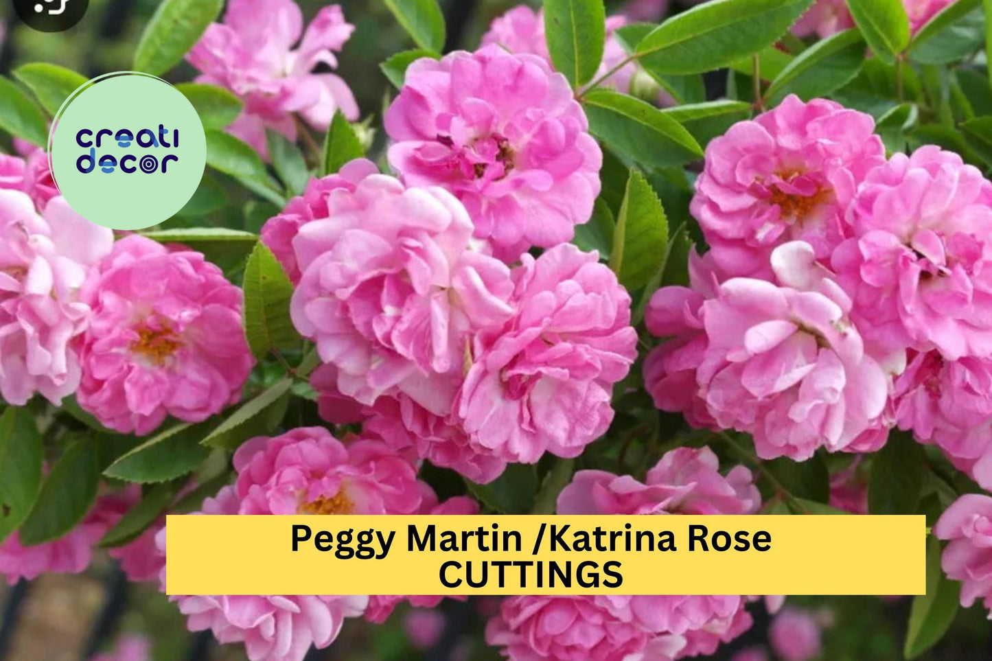 5 Peggy Martin Rose Cuttings – Katrina Climbing Rose 7–8” Unrooted Stems – Fast Growing & Thornless – Hardy Pink Blooms – USA