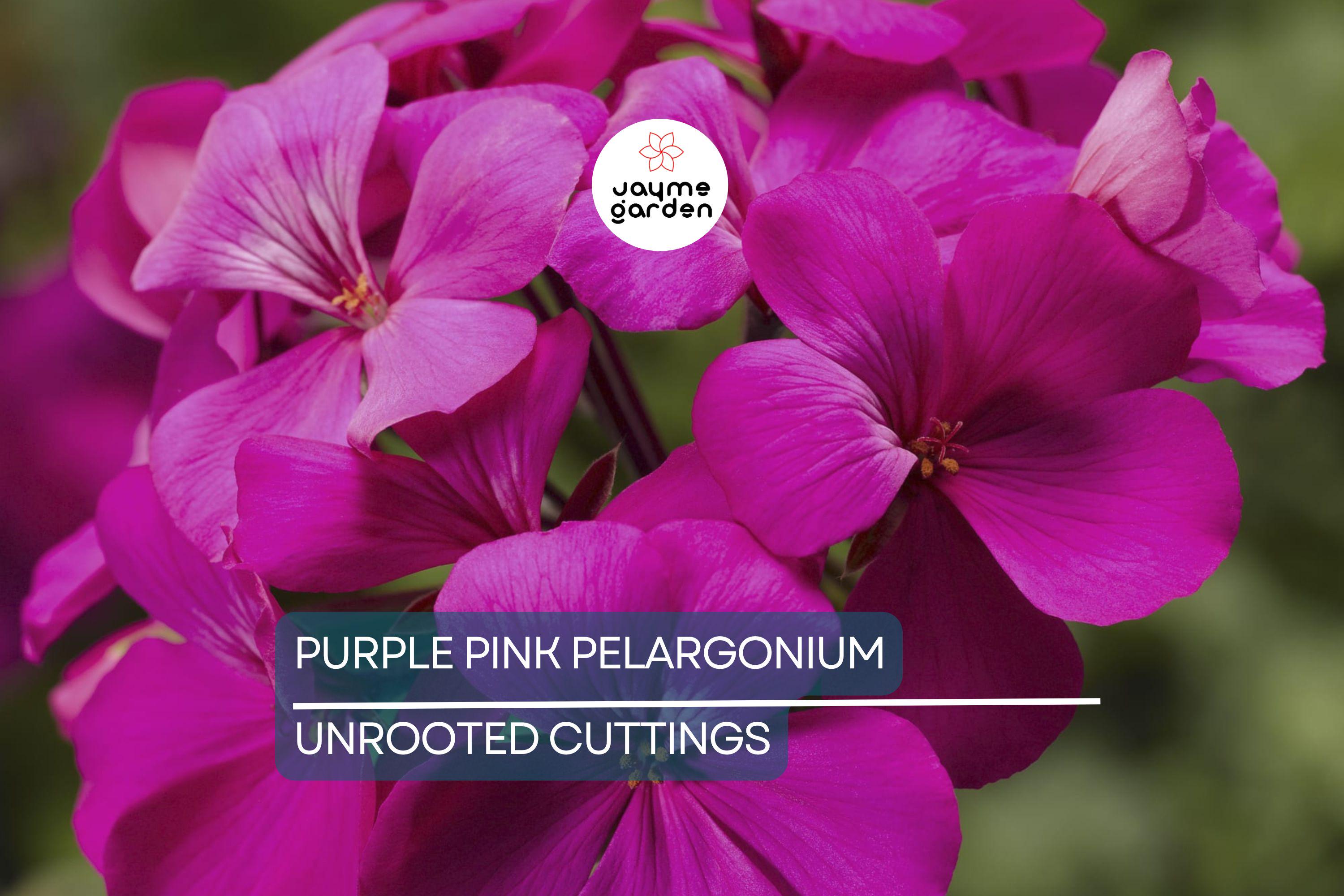 3 Stunning Purple Pink Pelargonium Regal Geranium 6” Live Plant Cuttings – Orchid-Like Flowers, Easy Care, Root & Grow Fast