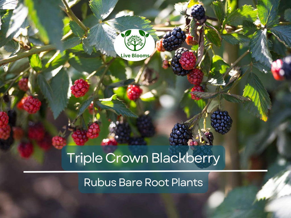 3 Triple Crown Blackberry Plants – Thornless Bare Root Bushes – Heavy Yields, Sweet Fruit, Easy to Grow Berry Shrubs