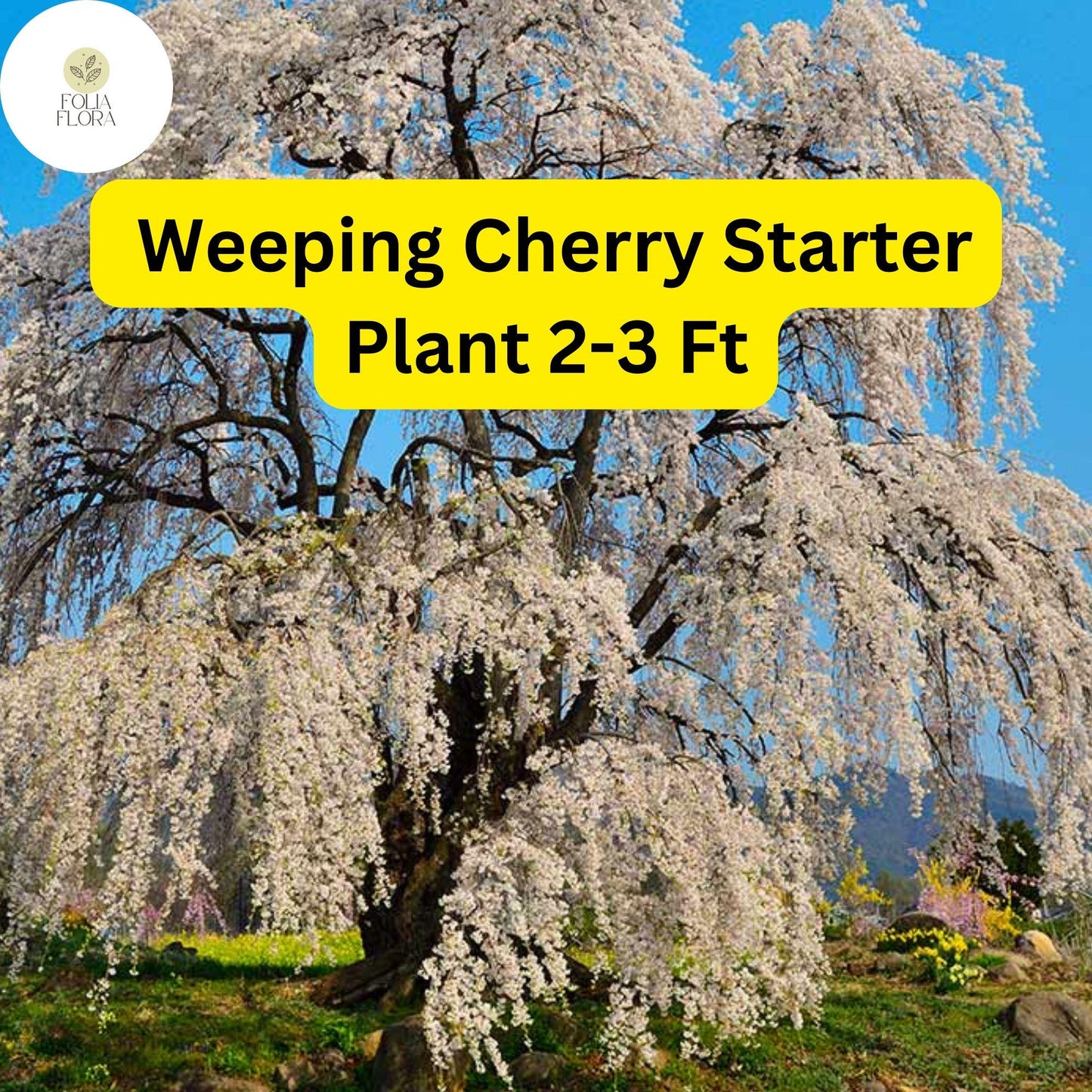 1 Weeping Cherry Tree, 2-3 Ft Tall, Live Flowering Tree, Ready to Plant, Prunus pendula