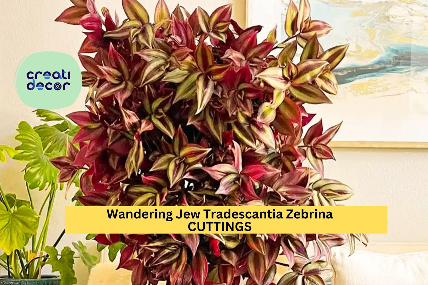 20 Wandering Jew Cuttings – Tradescantia zebrina 8–12" Long Fresh Stems – Easy to Root Trailing Plant – Free Shipping – USA