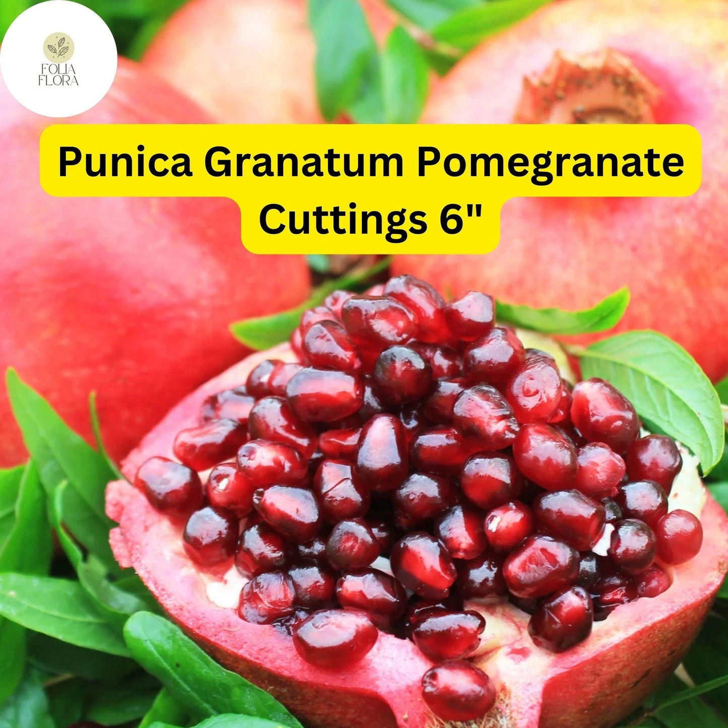 Punica Granatum Pomegranate | 7 Live 6” Fruit Tree Cuttings | Fast-Growing, Hardy, Sweet Red Fruits, Drought-Tolerant, Easy-Care